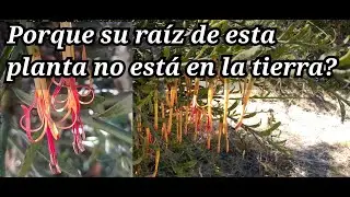 el Muérdago | planta semiparásita | 2021