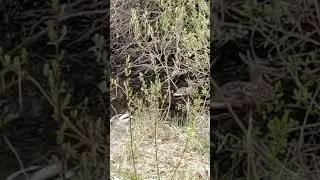 Утки