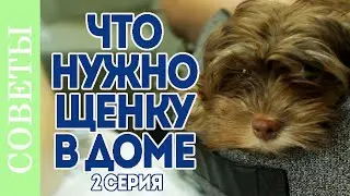 Щенок в доме. Как подготовить дом к появлению щенка.