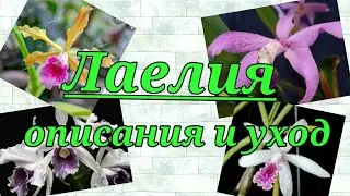 ЛЕЛИЯ кузина Каттлеи.описание и уход этого рода орхидей.Laelia.