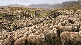 They Abandoned Thousands Of Sheep On A Dying Island... The 75-Year Result Is Terrifying