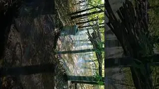 Прозрачный дом в Лесу!