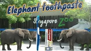 Elephant Toothpaste !  | Did It Work?