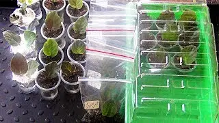 Фиалки для начинающих. Четыре способа укоренения черенков. часть1