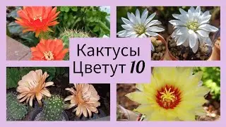 2024.Цветут Кактусы.10 серия