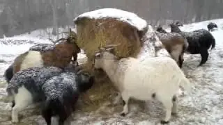 Goats