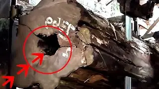 Deadly Business If The Wood Is Like This || sawmill