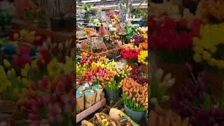 AMSTERDAM - Everything you NEED to do while visiting Amsterdam, Netherlands