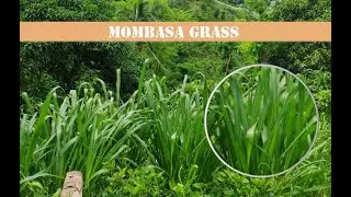 Paano magtanim ng Mombasa Grass? TERRA GRANDE FARMS