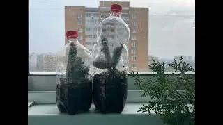 Укоренение нобилиса