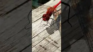 Смешное видео. Поющая стрекоза!