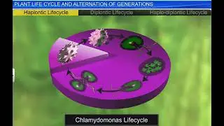 Plant life cycle and alteration of Generation