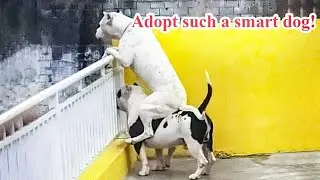 Are You Adopt such a smart dog Ever! Can i know.