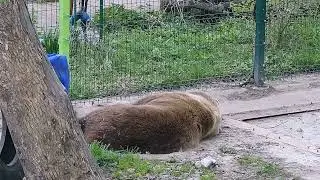 Любимый и пушистый Мансур отдыхает 3