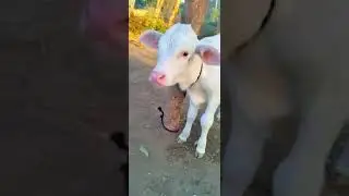 Wao, so cute Calf, you can buy it with his mother