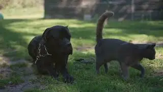 Calm Cane Corso Puppies: Your Guide to Socializing #canecorso #doglover