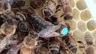 Karniol suni tohumlama damızlık
