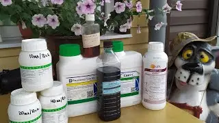 MANDATORY treatment of grapes before flowering and foliar feeding!!!
