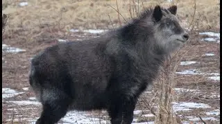 振り向かないカモシカ。