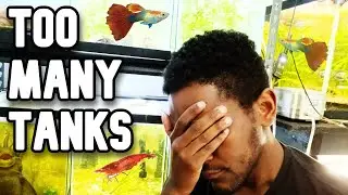 28 AQUARIUMS in my BEDROOM! (mistakes were made)