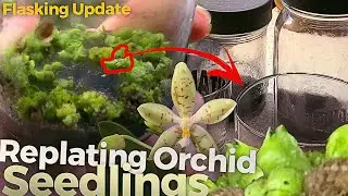 Orchid Seedling Replate - Protocorms / PLB (3 of 4 - Growing Orchids From Seed) - Phal pallens