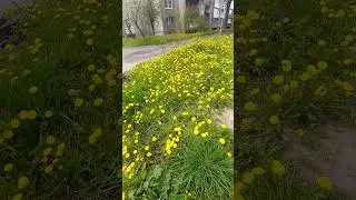 одуванчики....☀️