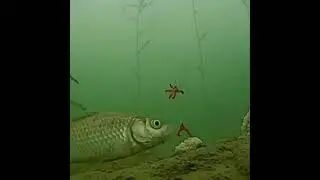 Ловля карасика на мотыля.
