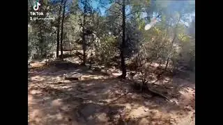 hiking in the Santa fe forest.
