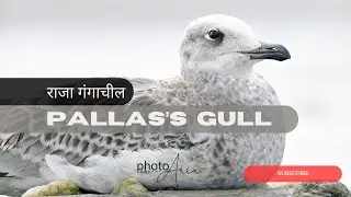 Majestic Pallas's Gull: The Great Black-Headed Wonder of the Skies