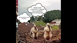 Онлайн трансляция гнезда  Брестского аиста