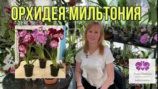 Orchid MILTONIA and hybrid MILTONIOPSIS