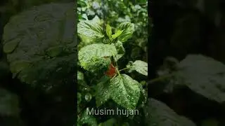 Musim hujan