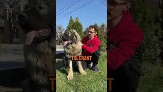 Why people love Caucasian Shepherd dogs? ❤️🐻