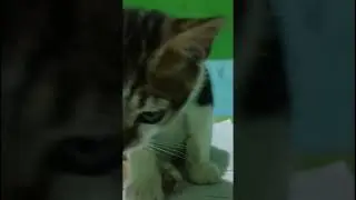 Kucingku mat* 😭 #cat #cats #kucing #short #shorts #shortvideo #shortsvideo
