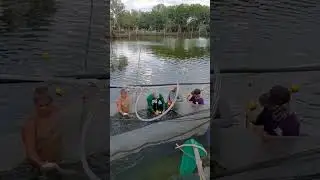 Woow!🤑Fishing, Harvest #amazing #fishing #adventure #travel #fishpond #avcılar #balıkavı #viralvideo