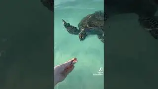 Feeding WILD sea turtles!