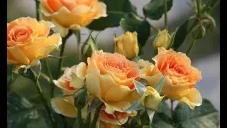 BEST ROSES VARIETIES FLOWERING ALL SUMMER
