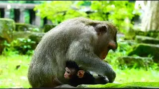 Giant Mum Serve Newborn Baby Monkey…