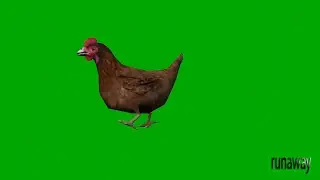 Chicken Animation Green Screen