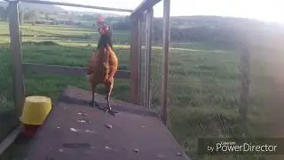 les meilleurs races de poules top 10