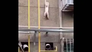 суперкоординация у кошек