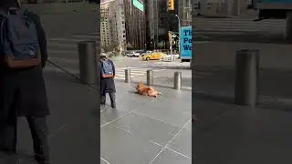 Собачий протест с признаком наслаждения