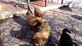 ТМ щенки 2 месяца Тусовка