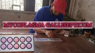 EP Farming || TEST MYCOPLASMA GALLISEPTICUM SEBELUM VAKSIN || NEGATIF