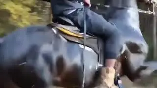 Про коня