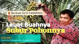 PRESIDEN ERI PANEN KURMA, PAKAI ECO FARMING