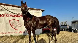 💰CAMPEÓN DE CAMPEONES(GTO)🤴. El Nvo Martillo 🔨 Carril Romita, GTO.