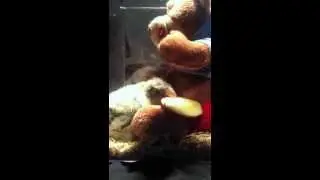 Quaker Parrot : Cute