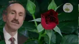 Erol Armutlu  //   Gül hazin sünbül perişân