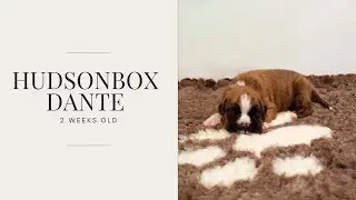 Hudsonbox Dante @ 2 weeks old